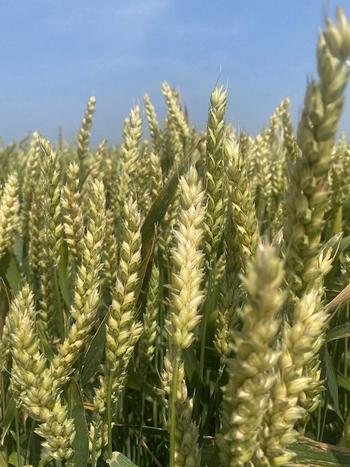 Advancing Performance: New AgriMAXX Products for 2026